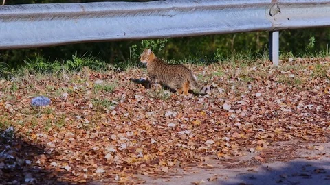 Brown cat walking on fallen leaves near road and sniffing grass Stock Footage 119868582