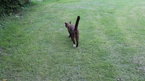Brown cat is walking in front of the owner on green grasses Stock Footage 153781678