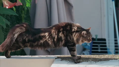 Brown cat walking on a ledge near greenery Stock Footage 295651348