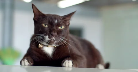 The brown cat was startled by what he was looking at.Brown cat lying. Stock Footage 310748698