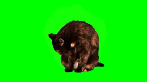 Brown cat washes Stock Footage 10685336