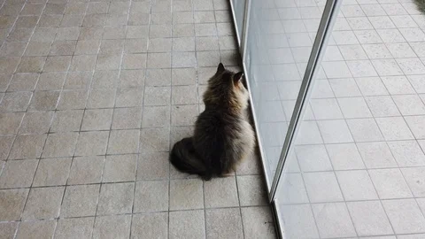Brown cat at the window, siberian breed Vídeo Stock 125528667