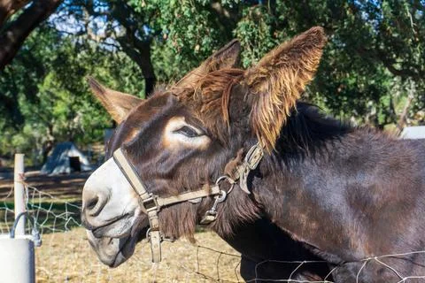 Brown Catalan donkey in a beige bridle with long hair on his ears Stock Photos