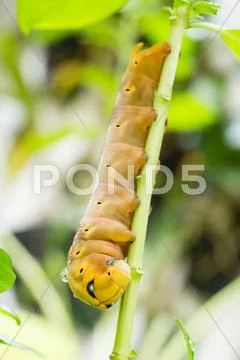Brown Caterpillar on branch Stock Photos