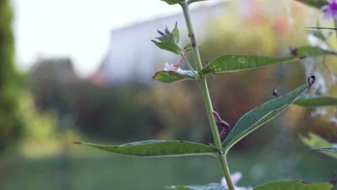 A brown caterpillar crawls along the stem of a flower first down and then up Stock Footage 229895034
