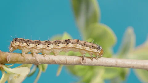 A Brown Caterpillar Crawls On A Tree Branch, Moving Its Sucker Legs In Sync. Stock-Footage 276161042