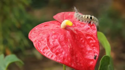 Brown caterpillar Stock Footage 21432415