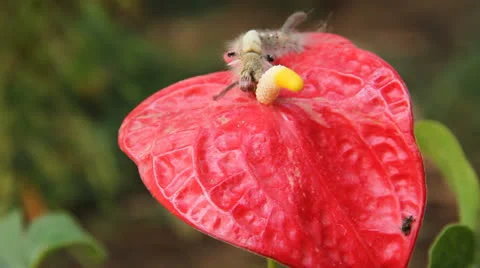 Brown caterpillar Stock Footage 25746913