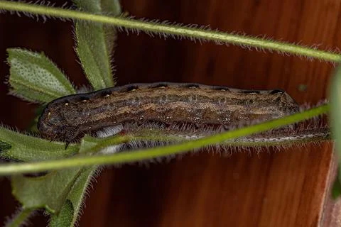 Brown Caterpillar Moth Stock Photos