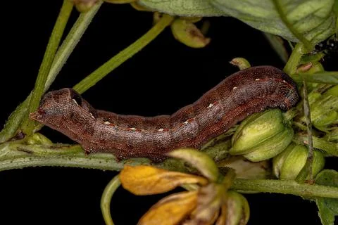 Brown Caterpillar Moth Stock Photos