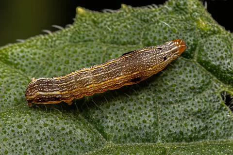 Brown Caterpillar Moth Stock Photos