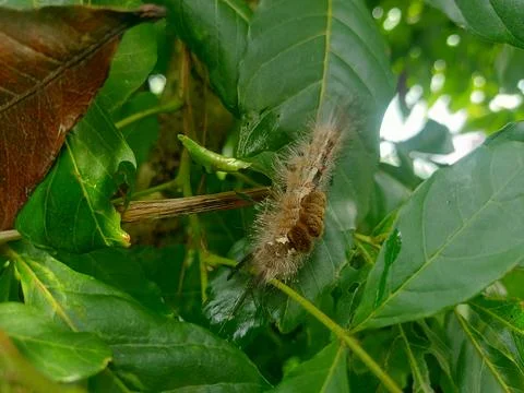 Brown caterpillar perched on a leaf Stock Photos