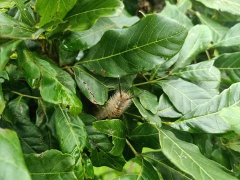 Brown caterpillar perched on a leaf Foto stock