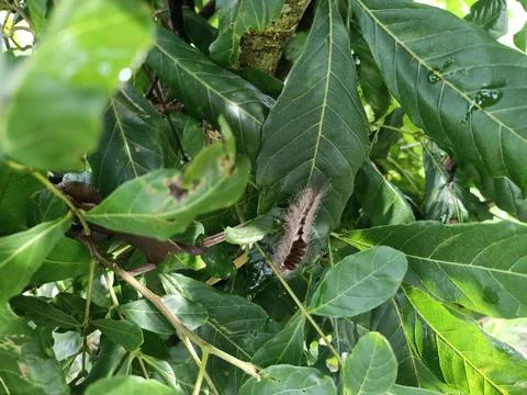 Brown caterpillar perched on a leaf Stock Photos