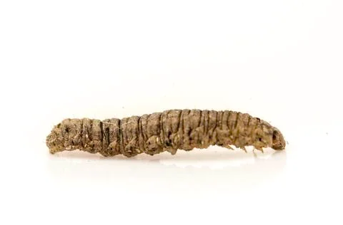 Brown Caterpillar Stock Photos
