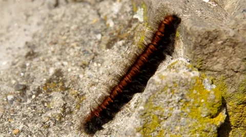 Brown caterpillar on a rock Stock Footage 41826283