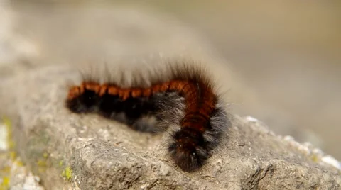 Brown caterpillar on a rock Stock Footage 41826536
