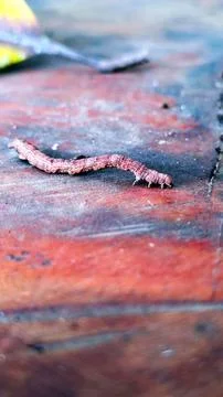 Brown caterpillar on top of a table Stock Photos