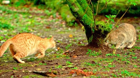 Brown cats beneath mossy tree roots Stock-Footage 333499332