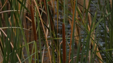 Brown cattail spikes close up with blurred water background Vídeo Stock 336911259