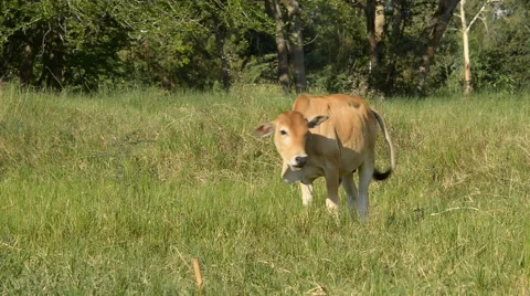 Brown cattle grazing in the field. Stock Footage 42681973
