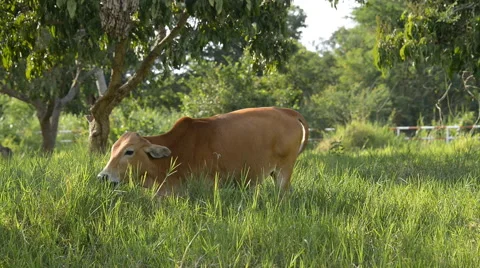 Brown cattle grazing in the field. Stock Footage 44039318