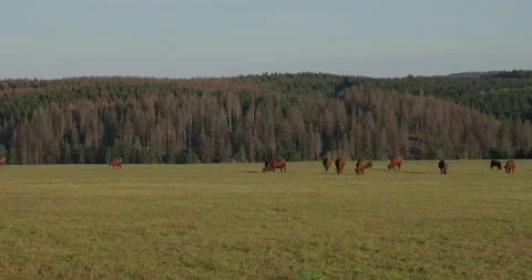 Brown cattle at late summer fall season farmland meadow landscape in sunny Harz Stock Footage 140569569