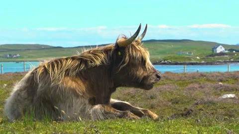 A Brown Cattle Lies On Ground with Lake View at Background, Slow Motion Stock Footage 157828362