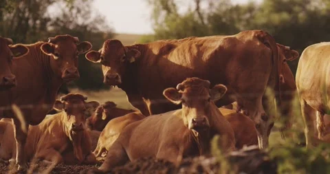 Brown cattle rest on a pasture in warm evening light, Golden Hour Stock Footage 340037232