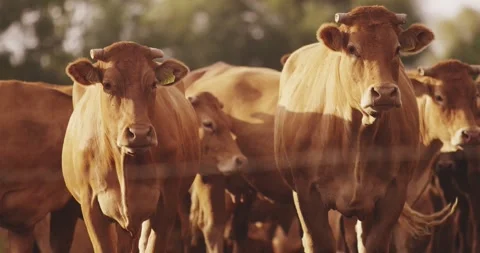 Brown cattle stand in a sunlit pasture, Golden Hour Stock-Footage 340037966