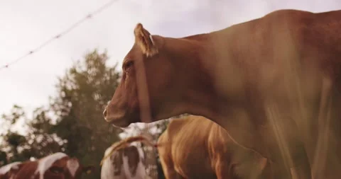 Brown cattle standing behind wire fence on summer pasture, Golden Hour Stock Footage 340039539