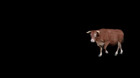 Brown Cattle Walk Stock-Footage 314010123