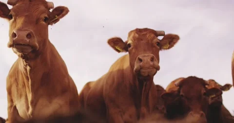 Brown cattle with yellow ear tags stand close together outside, Golden Hour Stock-Footage 340038109