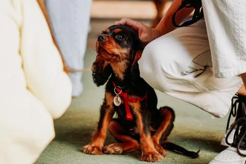 Brown Cavalier King Charles Spaniel - puppy. Hand stroking a small dog Stock Photos