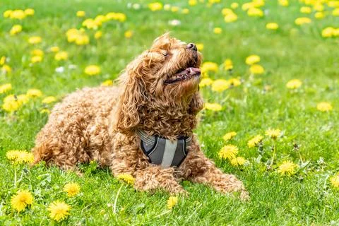 Brown cavapoo sitting on green grass with dandelion flowers outdoor in the pa Stock Photos