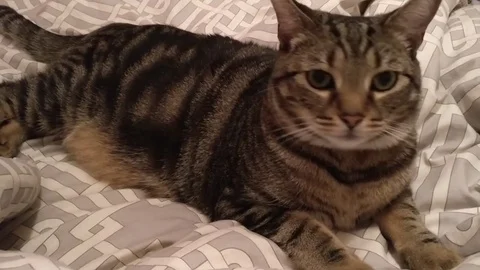 Brown Cay Lying In Bed 1 Stock Footage 82340390