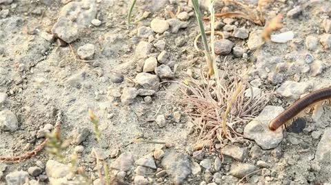 The brown centipede creeps on the ground. Macro Stock Footage 11114977
