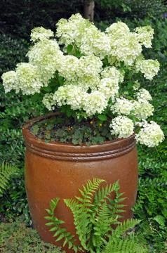 Brown ceramic flowerpot Stock Photos