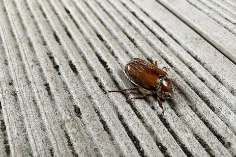 Brown chafer bug on the ribbed gray floor Stock Photos