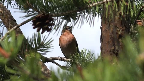 Brown chaffinch perched, pine twig background, wild songbird portrait - Sitting Stock Footage 339488035