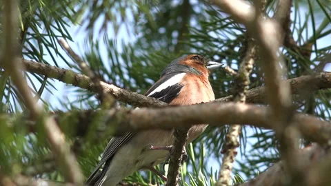 Brown chaffinch perched, pine twig background, wild - Siskin and Animal Habitat Stock Footage 339488104