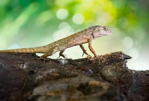 Brown chameleon Stock Photos