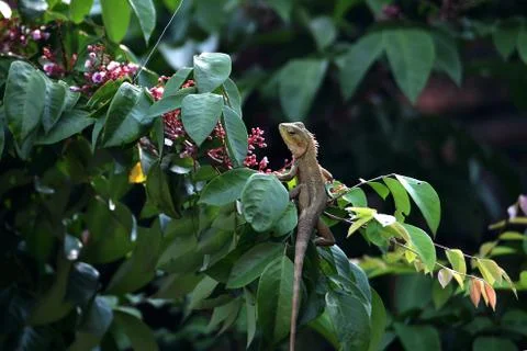 Brown chameleon Stock Photos