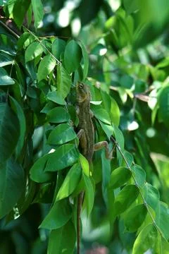 Brown chameleon Stock Photos