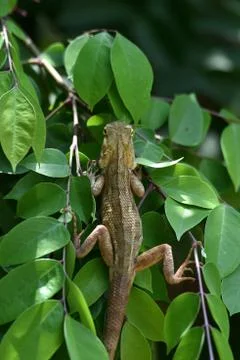 Brown chameleon Stock Photos