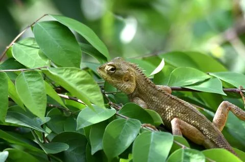 Brown chameleon Stock Photos