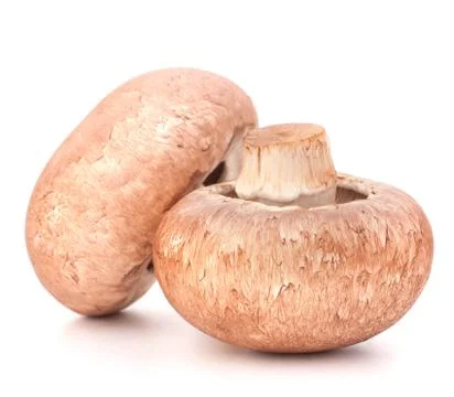 Brown champignon mushroom Stock Photos