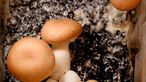 Brown champignons background. Growing  champignons at home Stock Footage 196374320