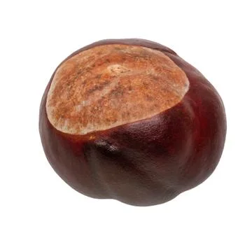 Brown chestnut on a white background 스톡 사진