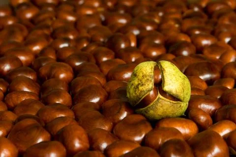 Brown chestnuts background Stock Photos